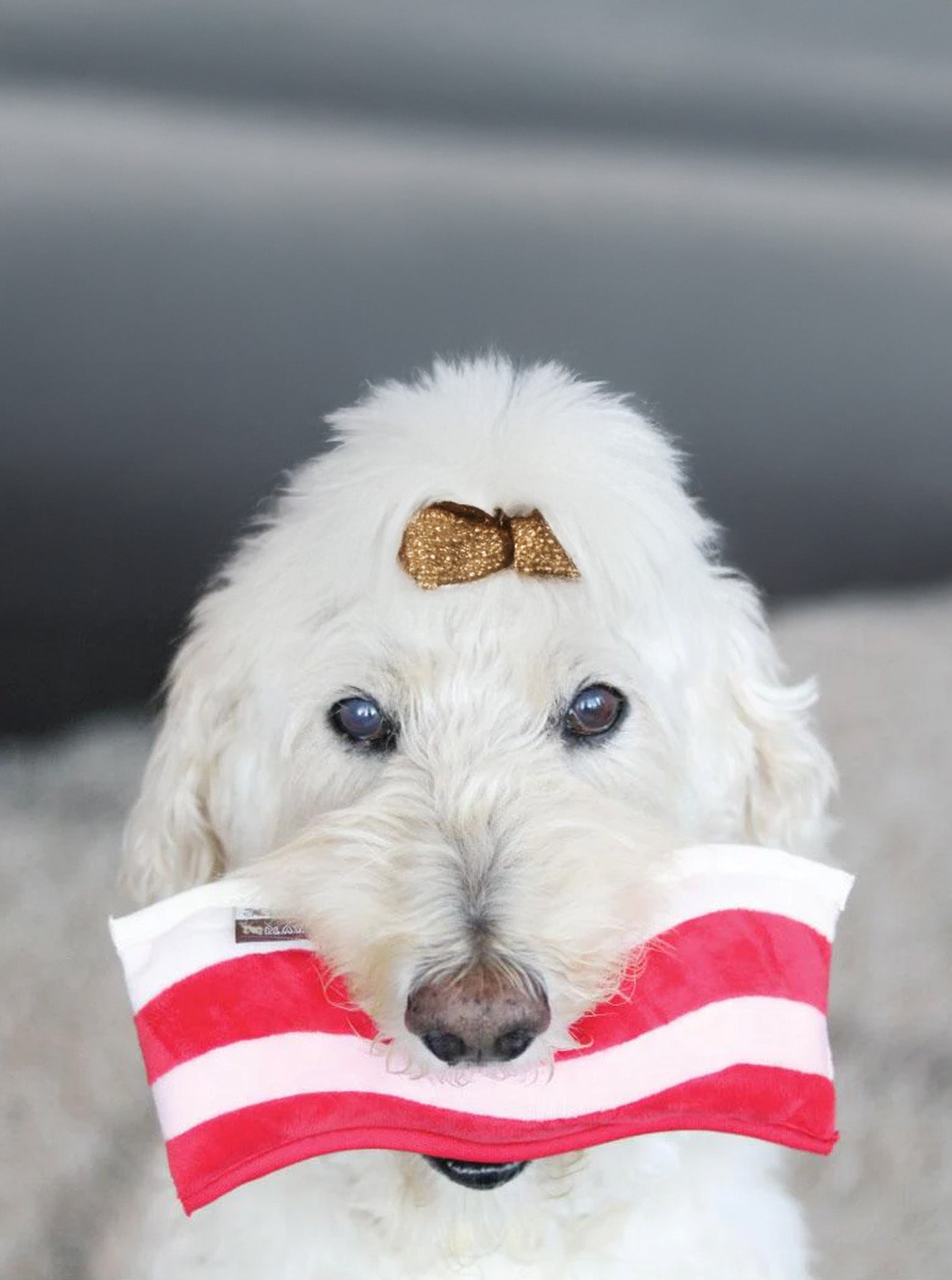 CRISPY BACON PLUSH DOG TOY