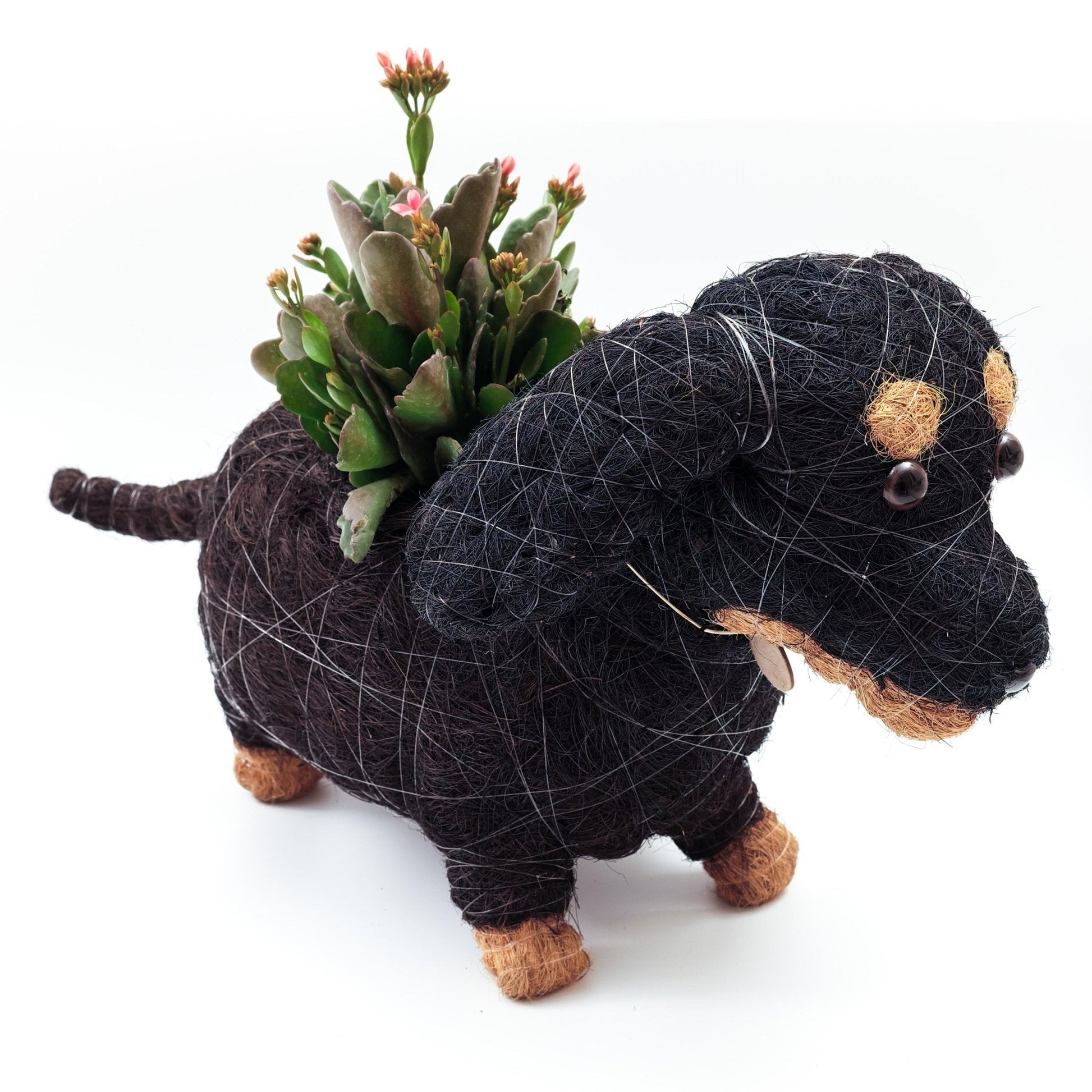 Baby Dachshund