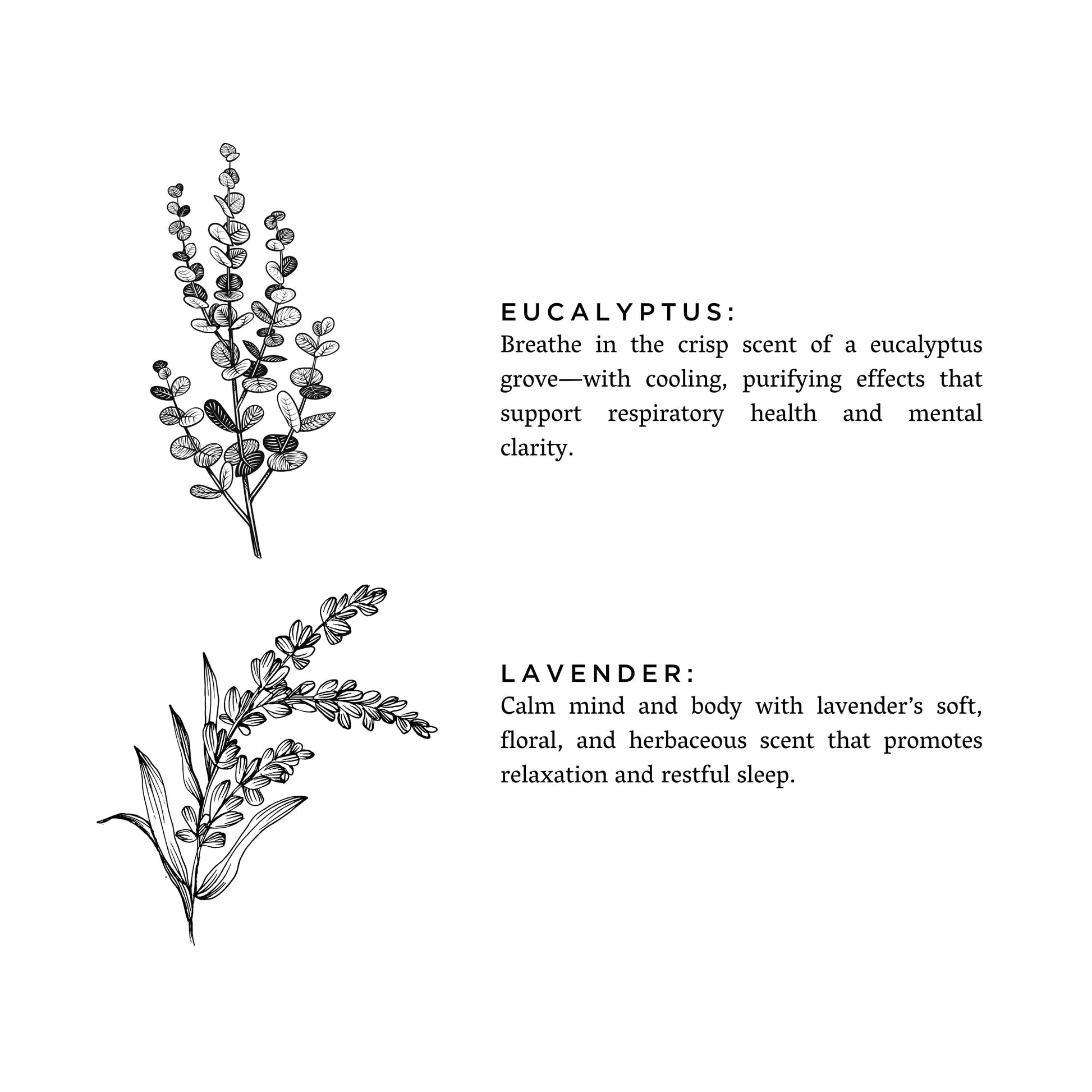 Eucalyptus + Lavender - Signature 3-Wick Candle