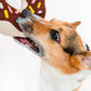DOGGY DONUT by Fringe Studio