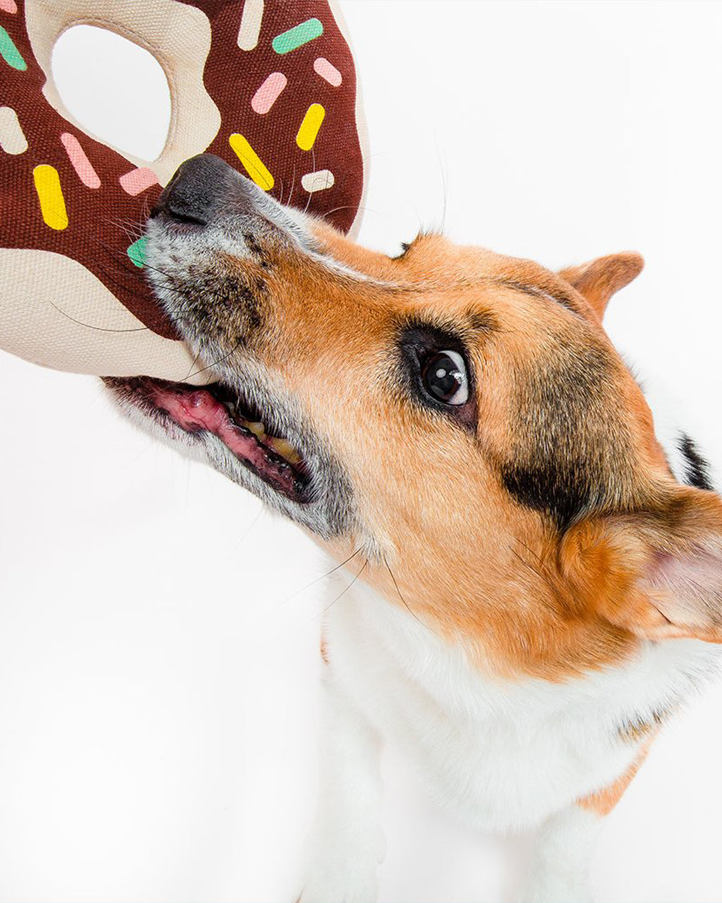 DOGGY DONUT by Fringe Studio