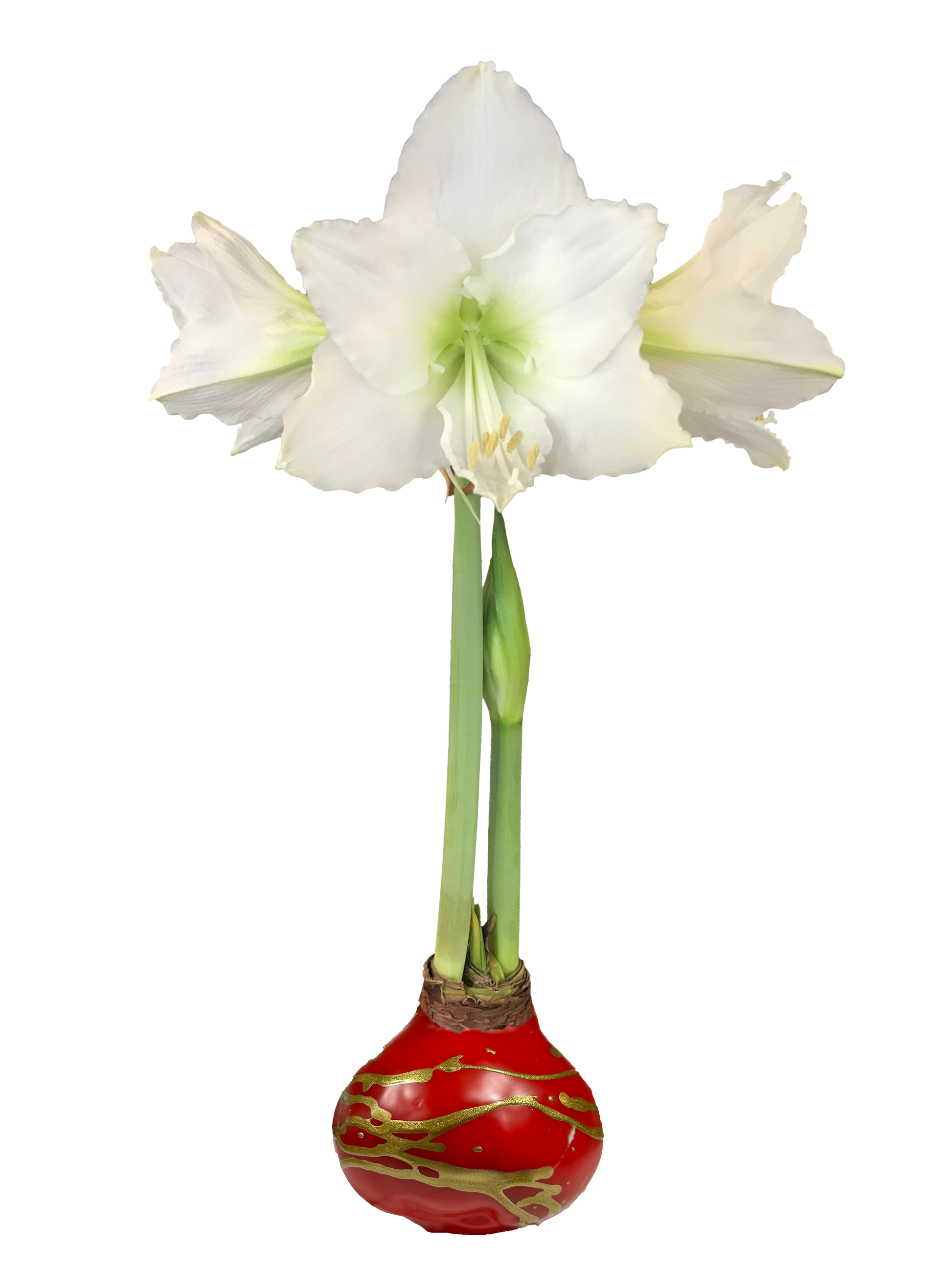 White Flower Red Wax Gold Lacquer Splatter 36+ 18 Bulbs/Case