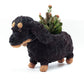 Baby Dachshund