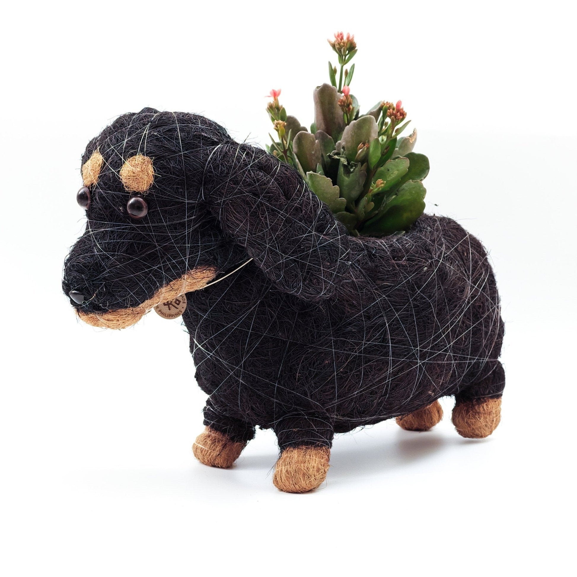 Baby Dachshund
