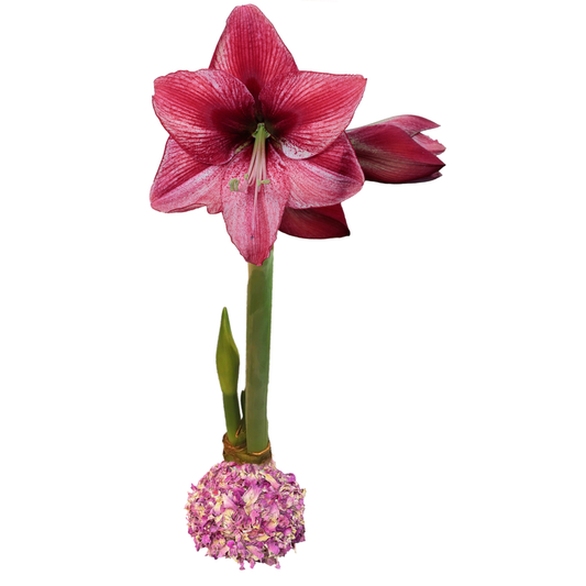 Revelation Rose Petal Base 36+ 18 Bulbs/Case