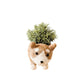 Corgi Succulent Pot