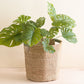 Natural Octagon Basket with Sage Handle