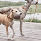 Robin Dog Collar Extra Large - Natural
