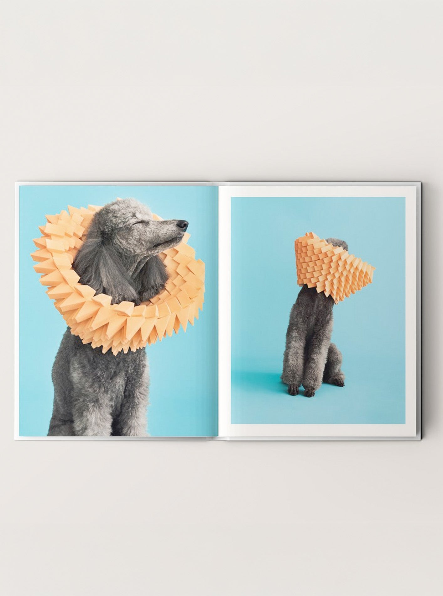 CONE OF SHAME by Winnie Au