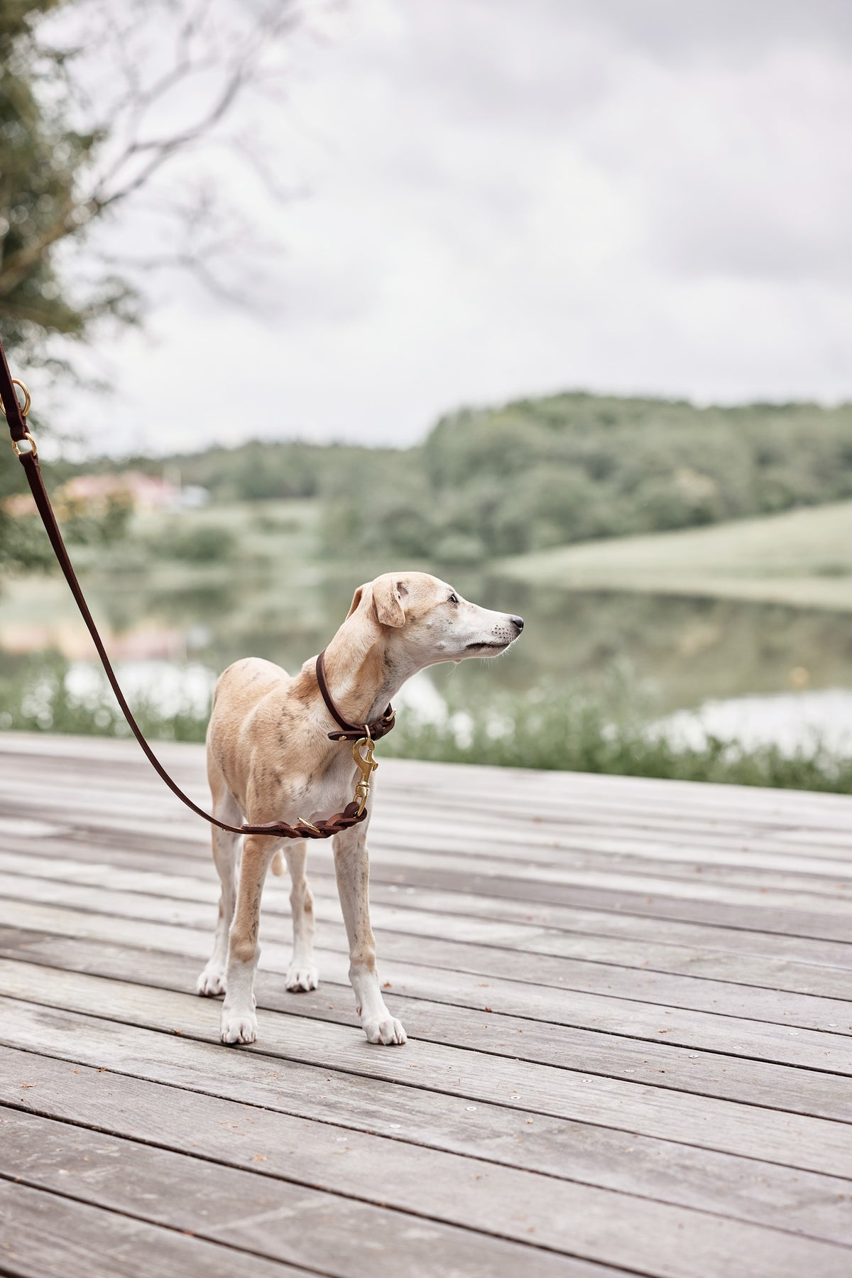 Robin Dog Collar Large - Choko