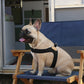BUCKLE UP EASY HARNESS by Charlie's Backyard