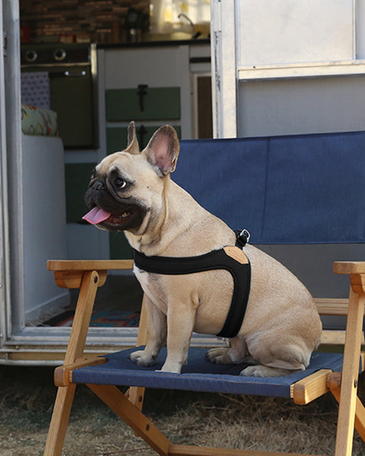 BUCKLE UP EASY HARNESS by Charlie's Backyard