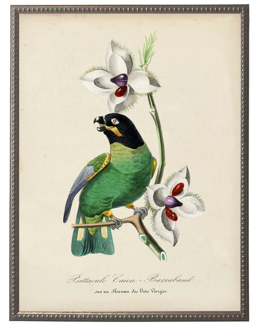 Vintage parakeet and flower print on a distressed background in a beaded pewter frame sized 16x20