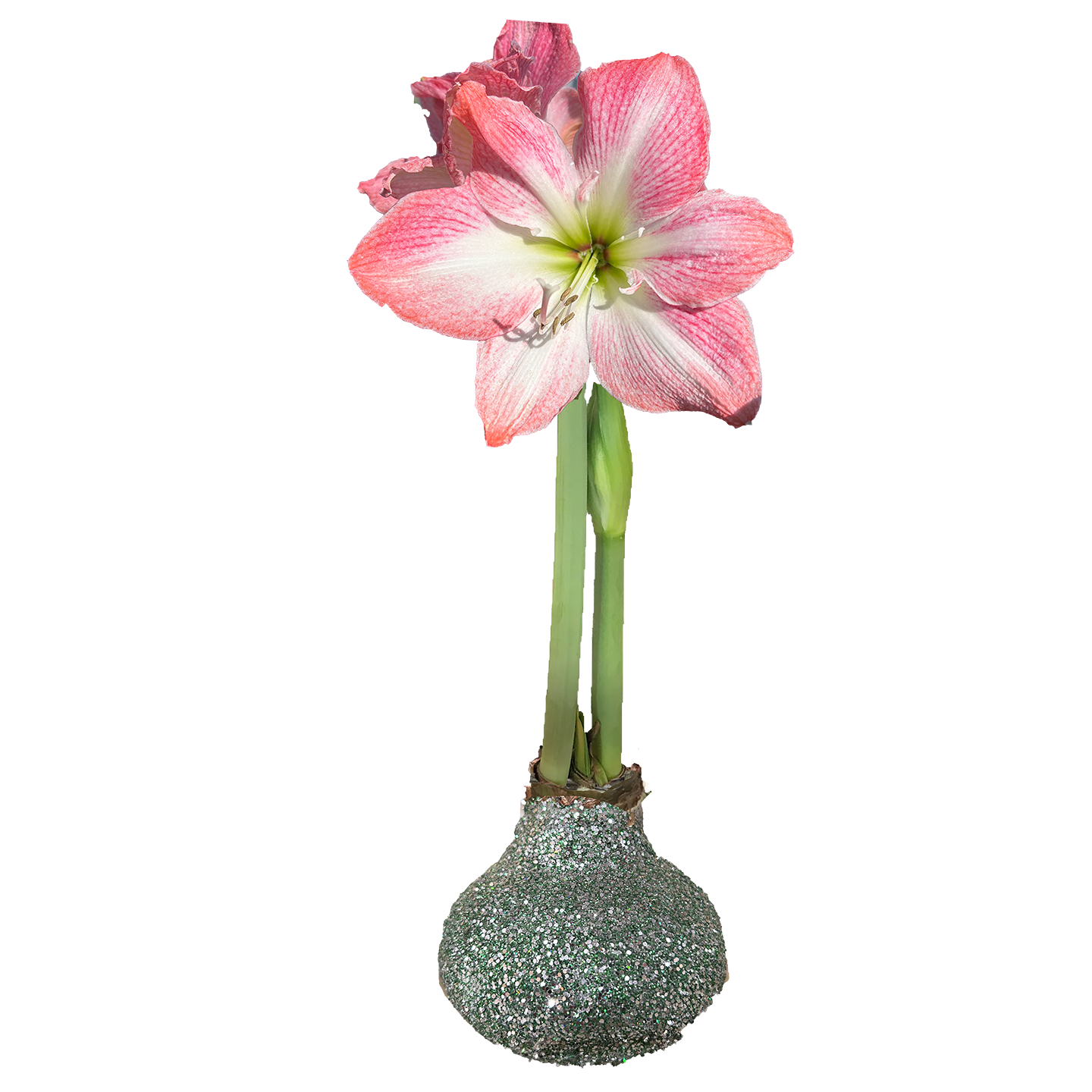 Cherry Blossom St Patrick Glitter 36+ 18 Bulbs/Case