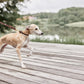 Robin Dog Collar Extra Large - Choko
