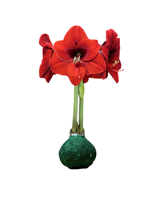Red Flower Green Glitter 36+ 18 Bulbs/Case