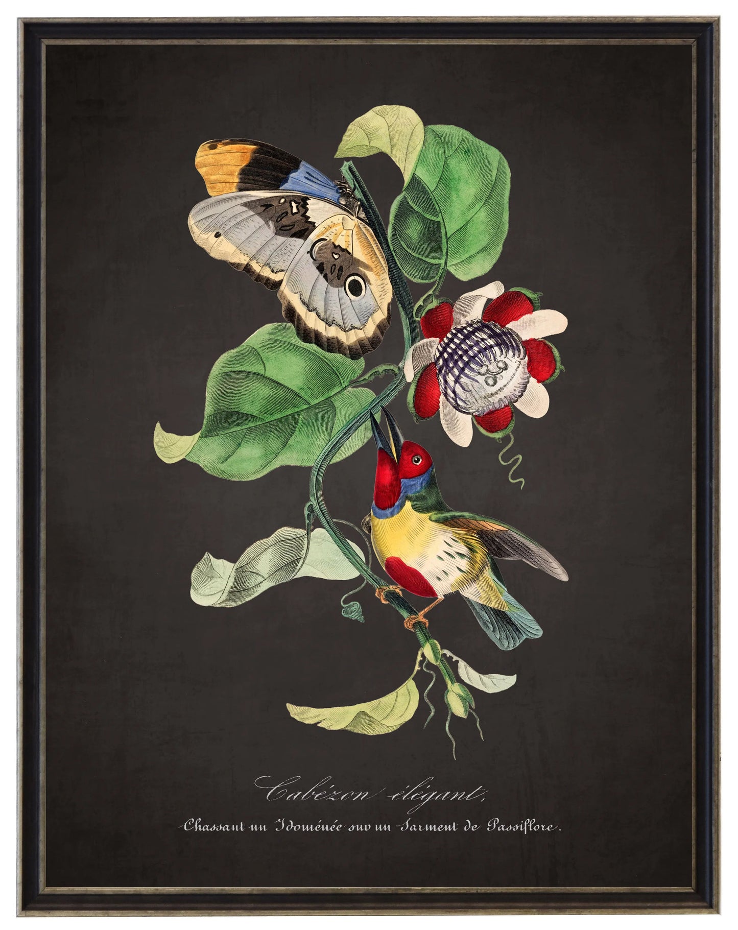 Vintage barbet and flower print on a distressed black background in a black and brushed silver frame sized 16x20