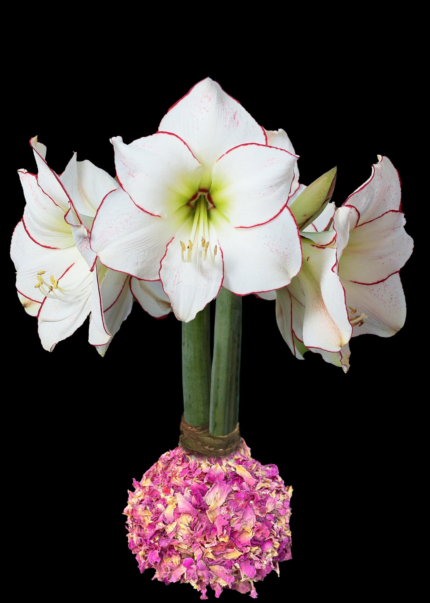 Picasso With Rose Petal Base 32+ 18 Bulbs/Case