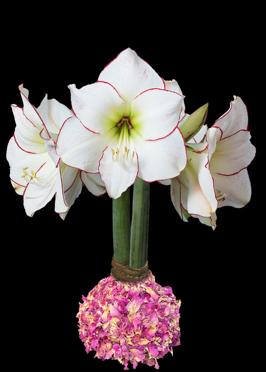 Picasso With Rose Petal Base 32+ 18 Bulbs/Case