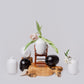 Semi-Matte Porcelain Mini Plum Vase