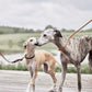 Robin Dog Leash - Natural