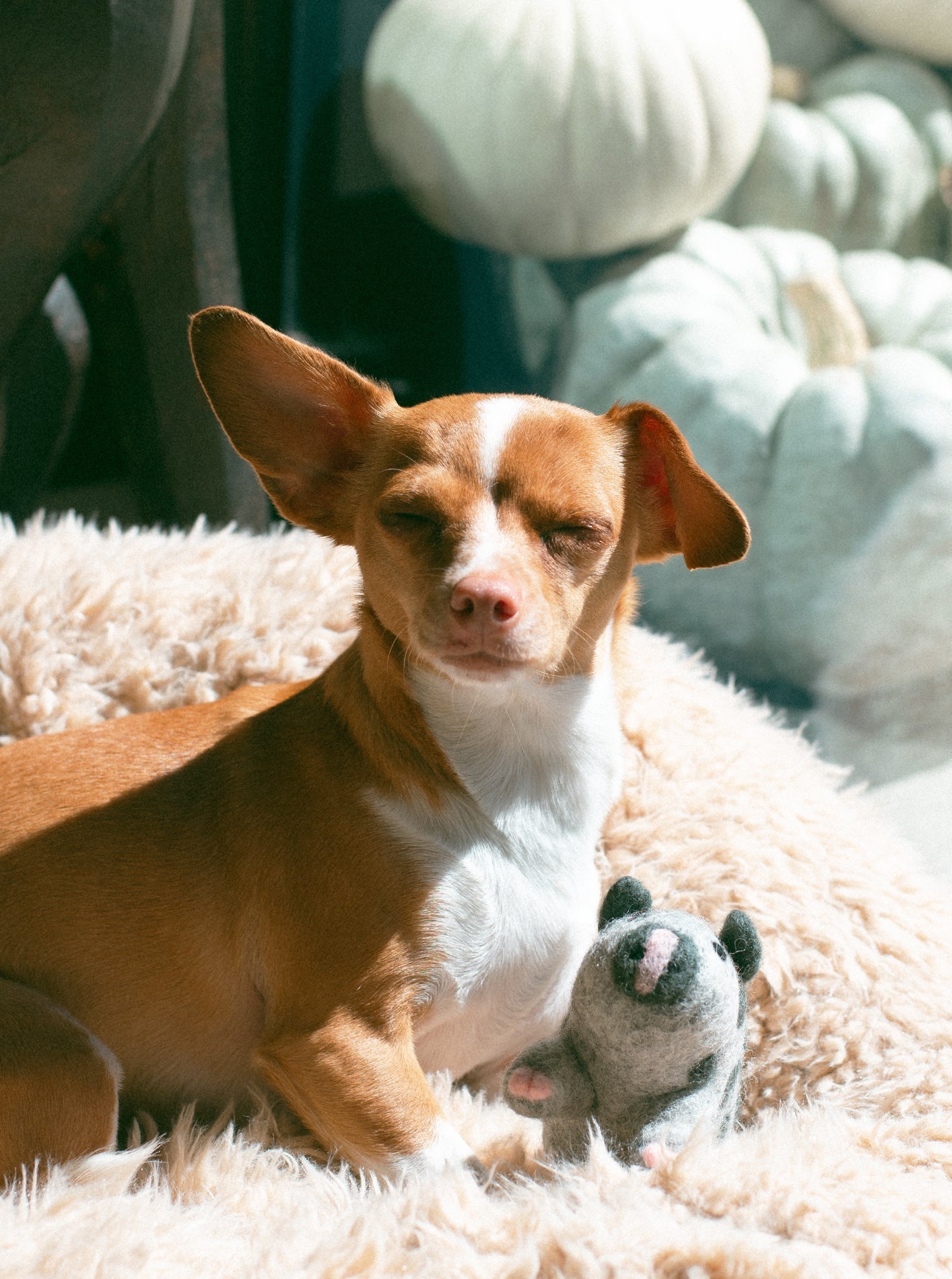 OCHO THE PIG from Aska's Animals