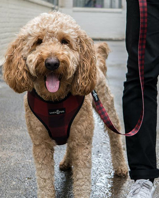 MATCHING LEASH by Lucy & Co