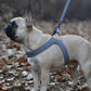 BUCKLE UP EASY HARNESS by Charlie's Backyard