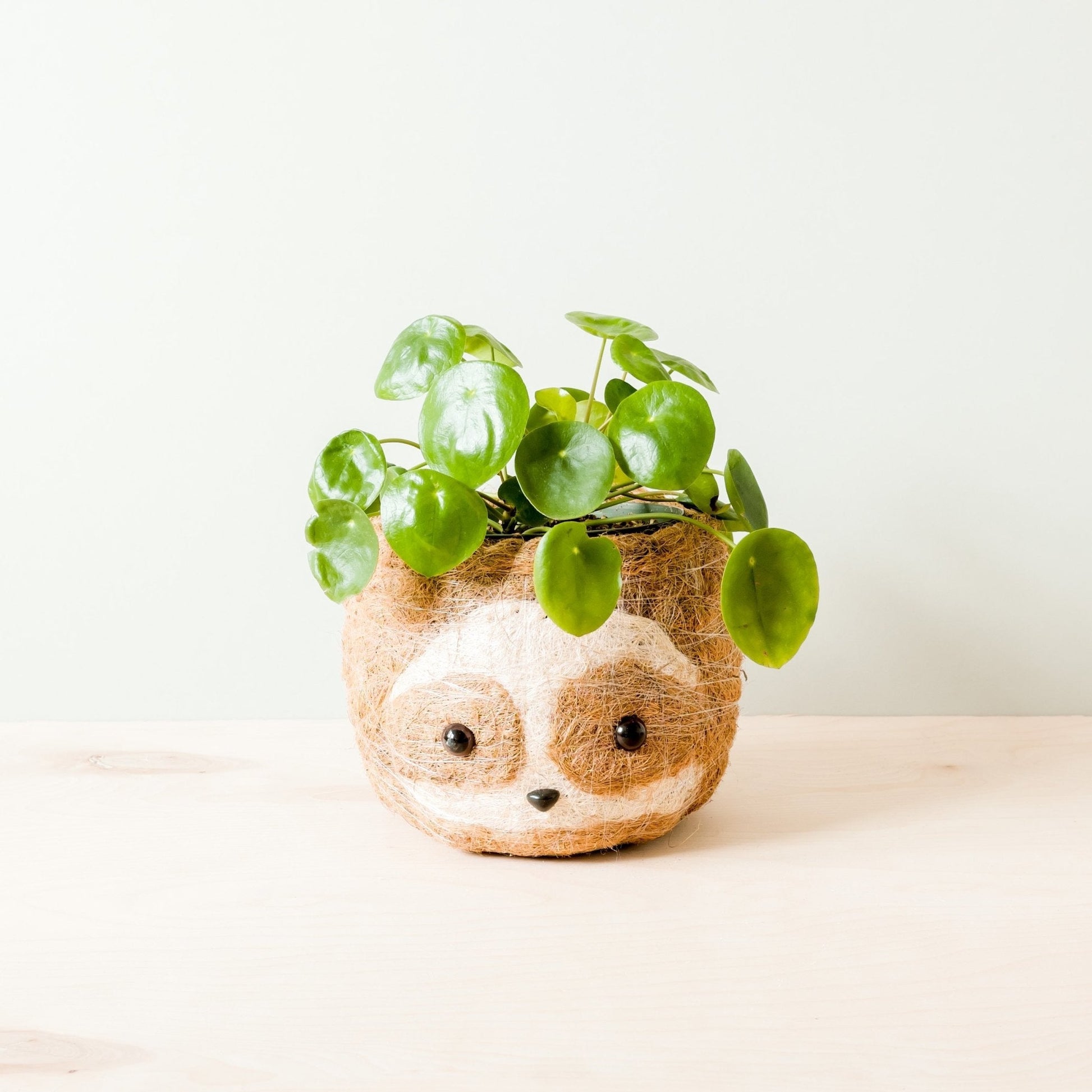 Large two-tone Sloth - Coco Coir Pots (6 inch) | LIKHÂ