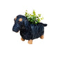 Baby Dachshund