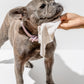 WILD ONE PET WIPES