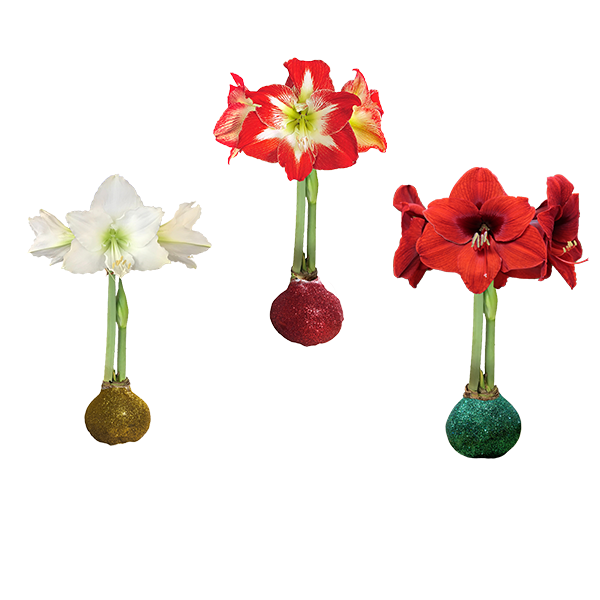 Mixed Case Glitter Bulbs 36+ 18/Case