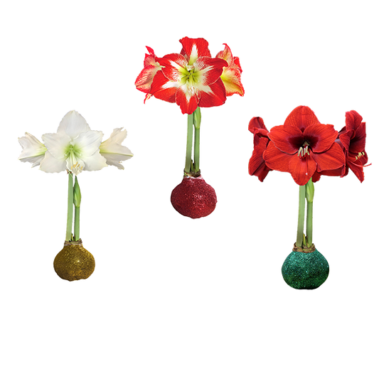 Mixed Case Glitter Bulbs 36+ 18/Case