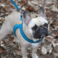 BUCKLE UP EASY HARNESS by Charlie's Backyard
