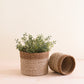 S/2 Natural + Brown Tabletop Bins