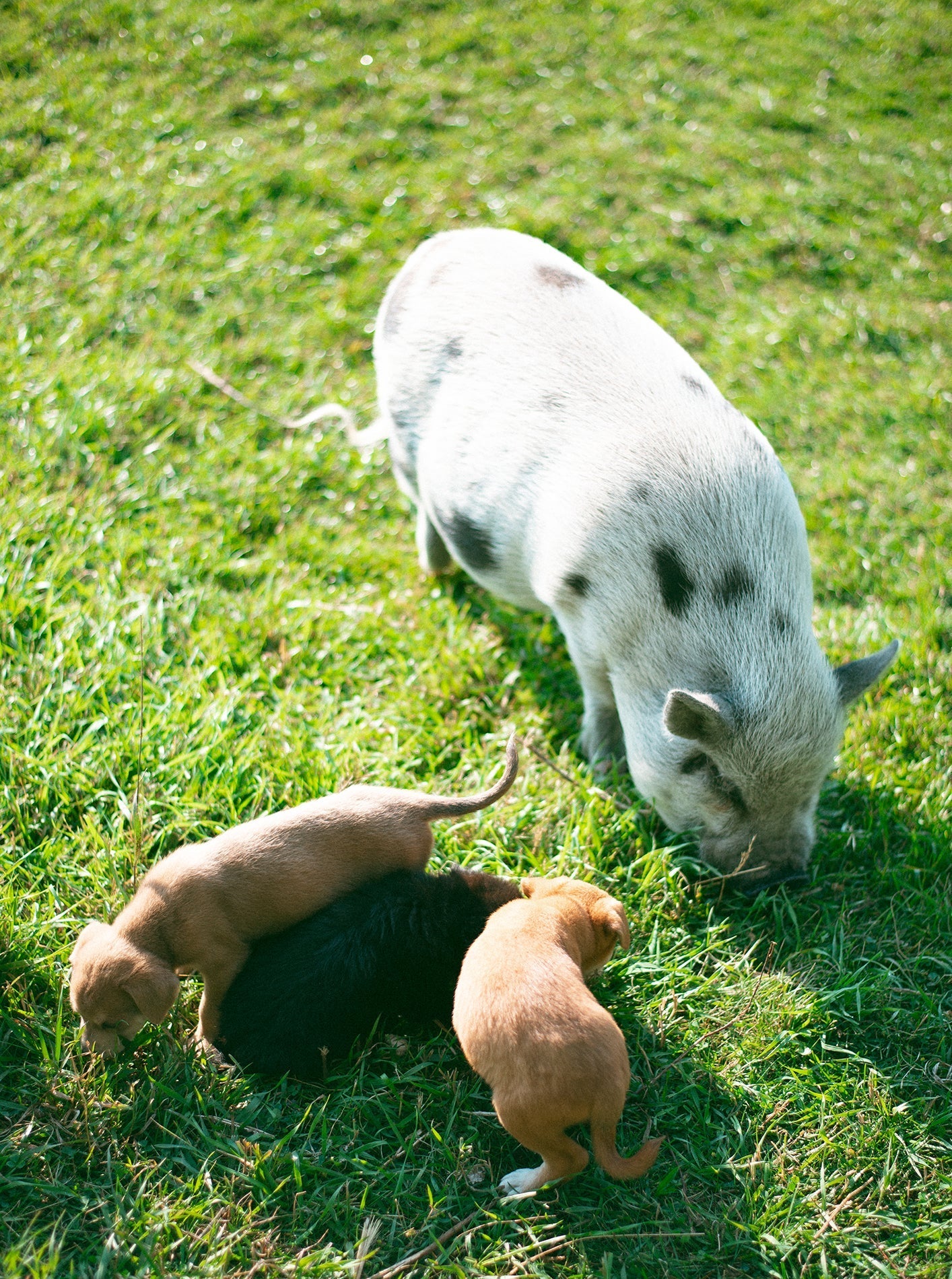 OCHO THE PIG from Aska's Animals