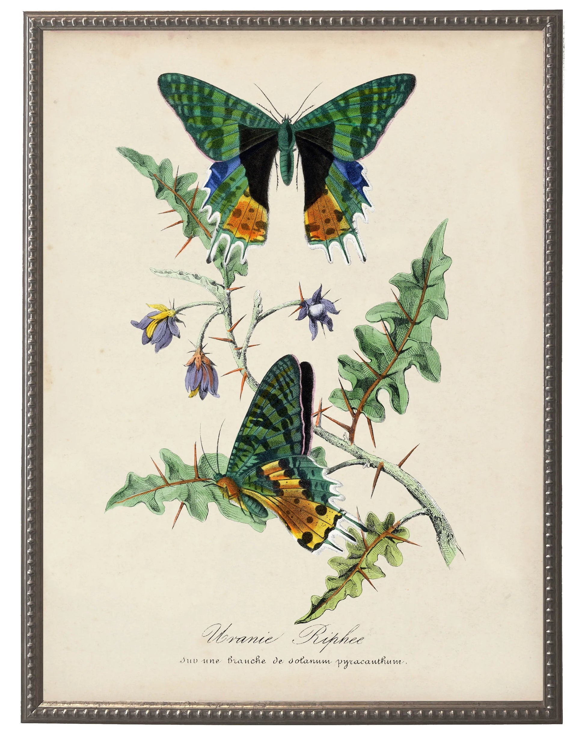 Vintage butterflies and flower print on a distressed background in a beaded pewter frame sized 16x20