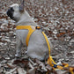 BUCKLE UP EASY HARNESS by Charlie's Backyard