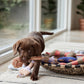 Ashi Dog Toy Large - Caramel/Blue