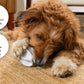 LAY LO Treat Dispensing Rubber Toy