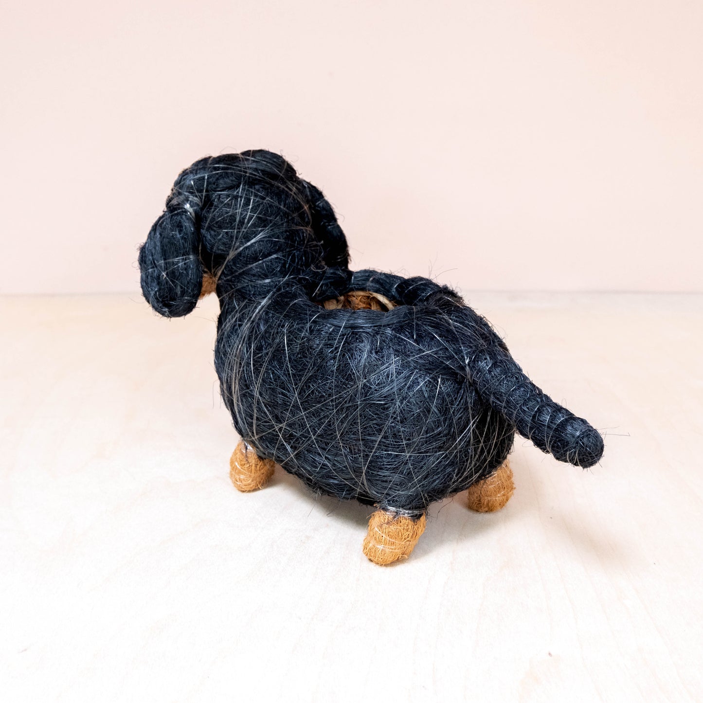 Baby Dachshund