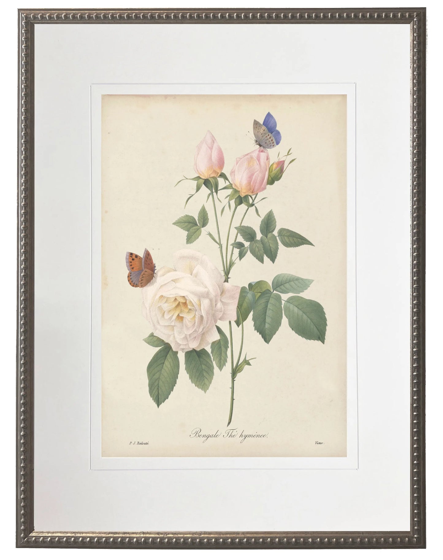 Vintage pink rose print matted in a cream mat in a beaded pewter frame sized 16x20