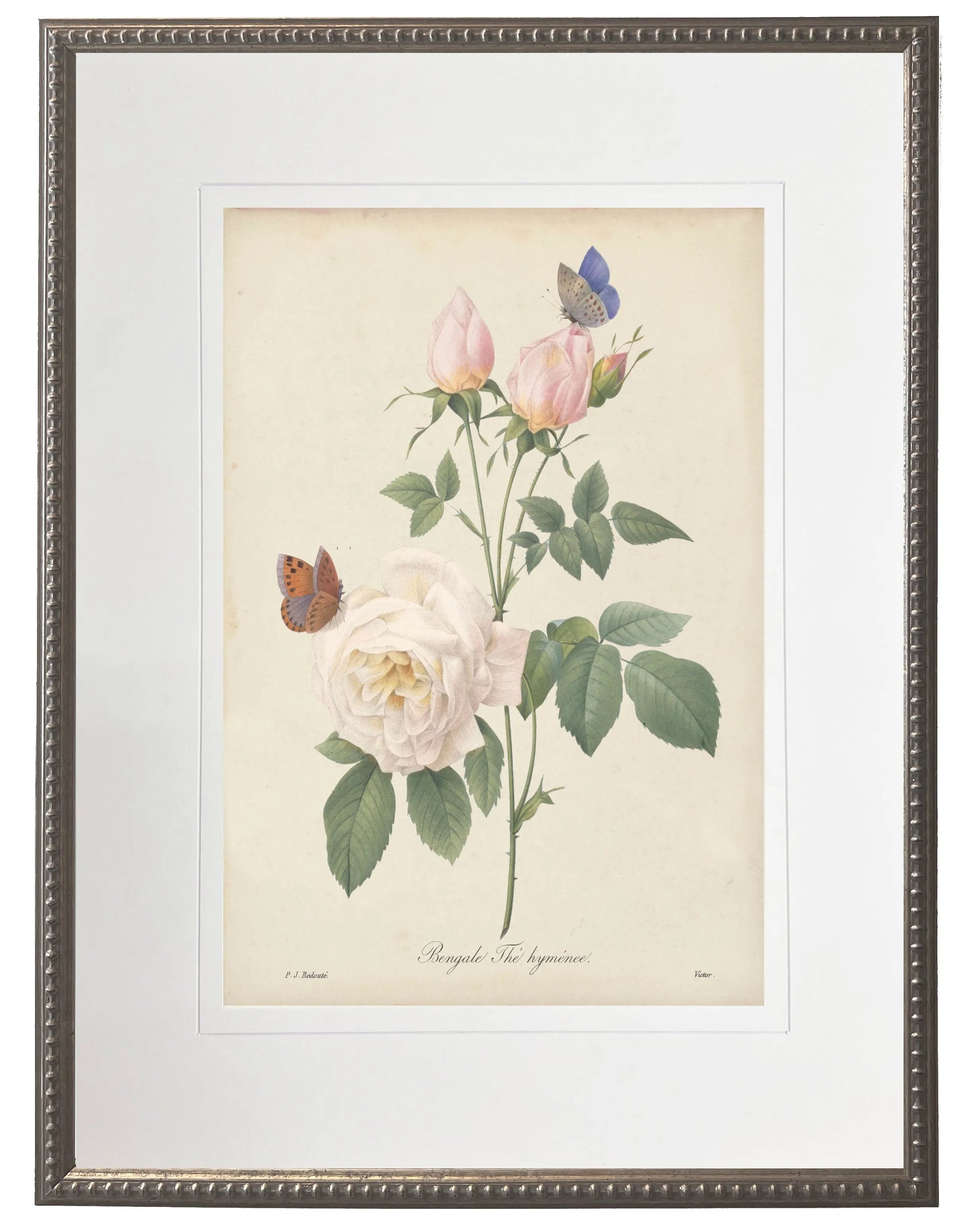 Vintage pink rose print matted in a cream mat in a beaded pewter frame sized 16x20