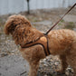 EASY HARNESS by Charlie's Backyard