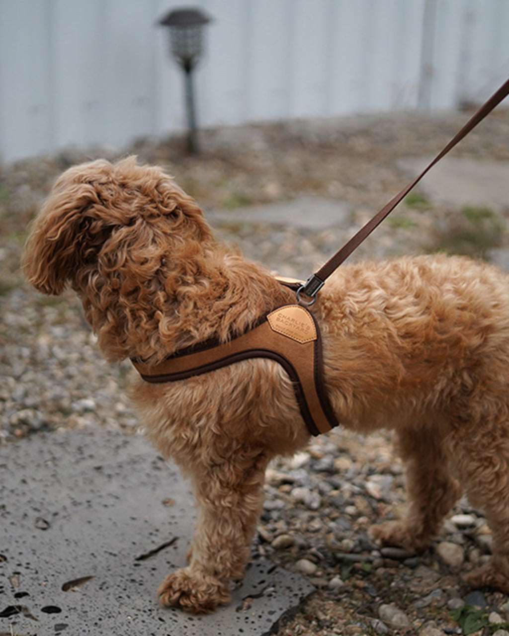 EASY HARNESS by Charlie's Backyard