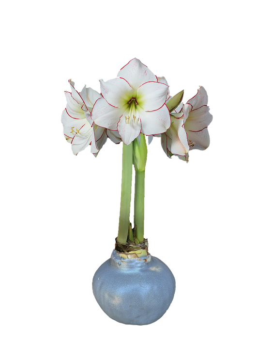 Picasso Silver Wax Base 36+ 18 Bulbs/Case