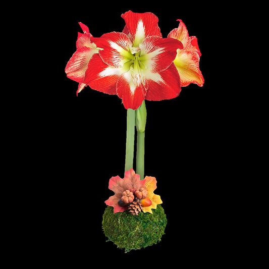 Minerva Flower Moss Base w/ Autumnal Highlights 36+ 8 Bulbs