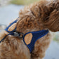 EASY HARNESS by Charlie's Backyard