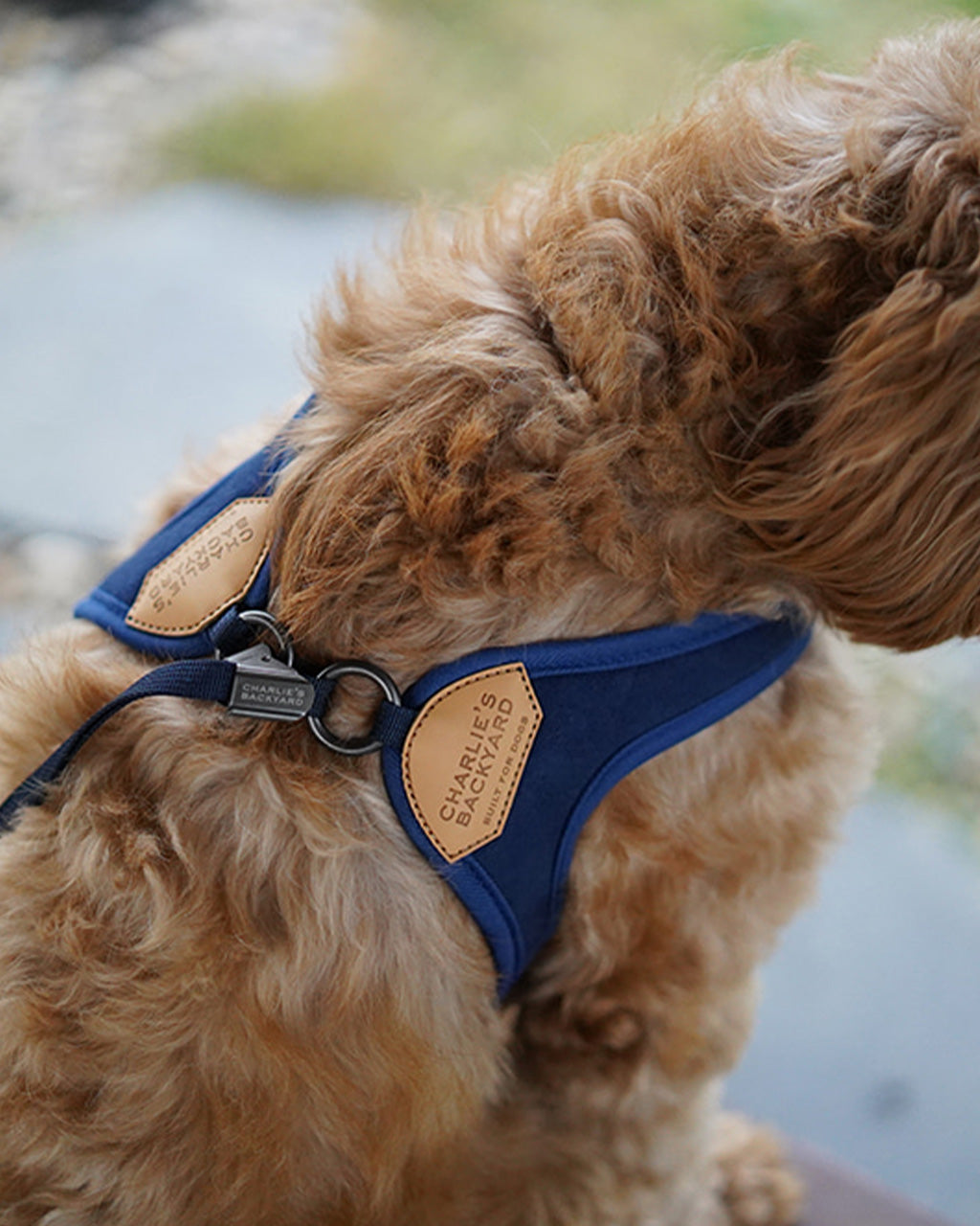 EASY HARNESS by Charlie's Backyard