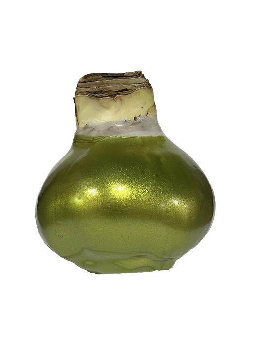 Mixed Case Lacquer Bulbs 18/Case